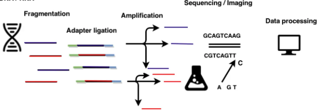 Figure 1: General workflow of NGS experiments