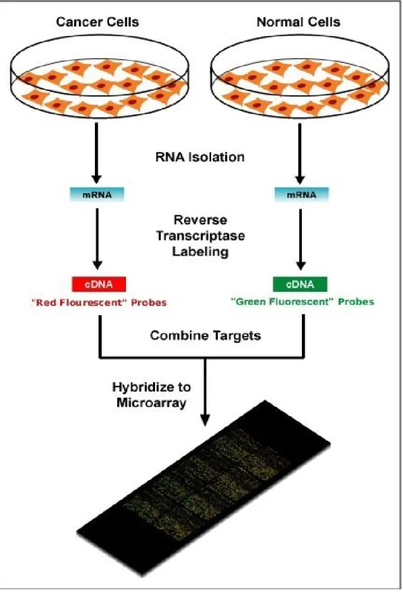 Figure 1.1: This public domain image shows a schematic diagram of a typical two-colour microarray experiment to compare DNA from a cancer cell to that