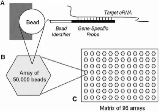Figure 1.2: Constructing an Illumina “array of arrays”, in this case a SAM: