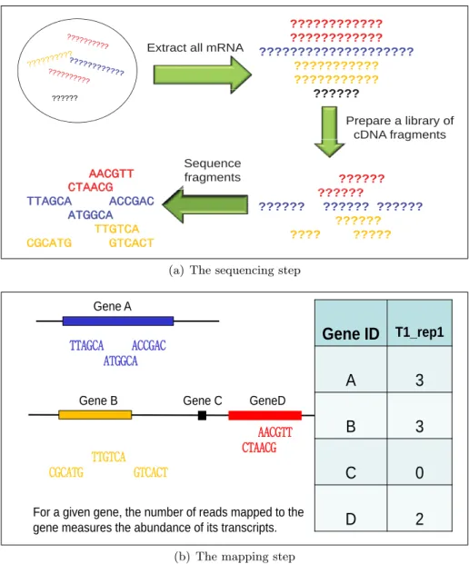 Figure 1.1: The schematic procedures to obtain RNA-seq data. (a) The sequencing step: a sample of mRNA is converted to a library of cDNA fragments and then sequenced on a  high-throughput sequencing platform
