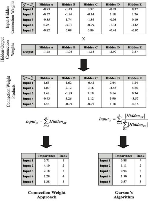 Figure 2.4 Steps for connection weight approach and Garson’s algorithm                (Olden, Joy and Death, 2004) 
