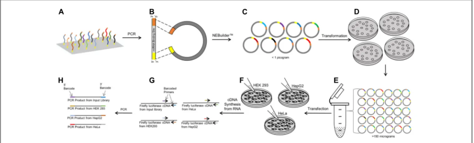 FIGURE 1 | Workflow of the PASSPORT-seq bioassay. (A) 100 Reference and variant miRNA binding regions each with the same 15–20 bp flanking sequence was synthesized as an oligonucleotide pool