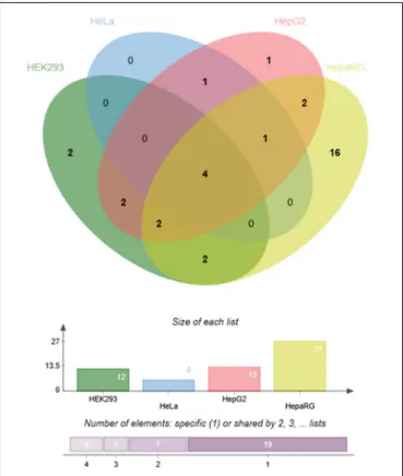FIGURE 6 | Cell line-specificity of functional mirSNPs in pharmacogenes.