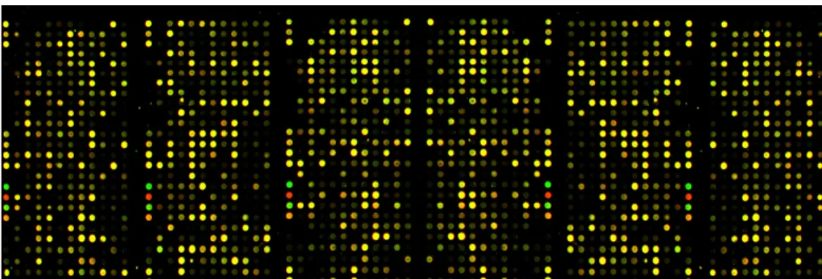Figure 2.1. Scanned image of a microarray after hybridization.
