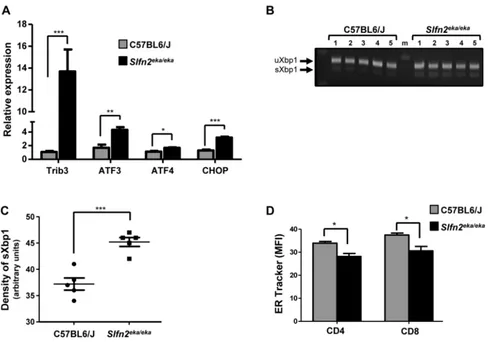 Figure 2: Activation of uPr and er stress response in slfn2eka/ekarespectively).  T cells