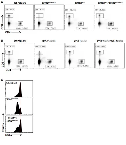 Figure 3: CHOP or XBP1 deficiency rescues the death of Slfn2CD8eka/eka cd4+ and cd8+ T cells