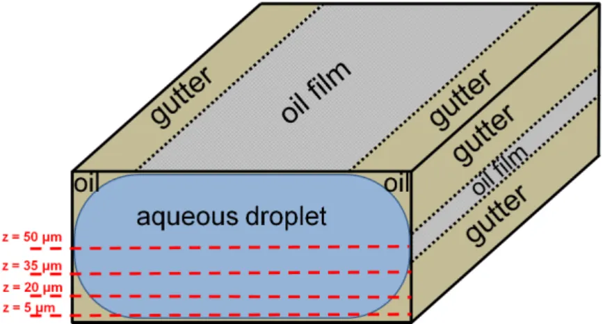 Figure 5.1.: Sketch of the droplet geometry in rectangular microchannels illustrating the gutter chan- chan-nels and positions of oil lms