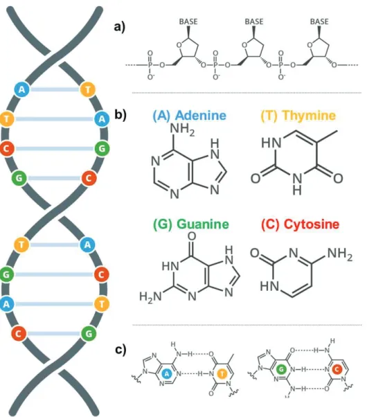 Figure  1:  Chemical  structure  of  DNA.  DNA  stores  and  transmits  genetic  information in all multicellular life forms