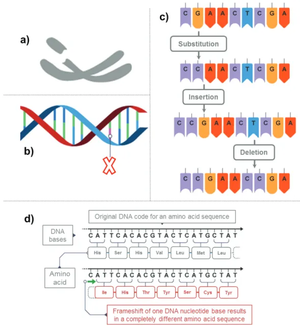 Figure 3: Figure 3: Mutations: During cell division, the DNA replication process  is  stringently  controlled  in  order  to  preserve  the  genetic  code  held  within  the  sequence  of  nucleotides