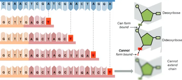 Figure 6: Dideoxynucleotide: Dideoxynucleotides (ddNTPs) lack the 3’-hydroxyl  group  necessary  for  forming  a  phosphodiester  bond
