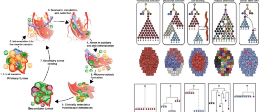 Figure 1 – Composite figure depicting the process of tumour propagation (A) and the different forms how heteroge- heteroge-neity can be expressed by multiple phylogenetic trees (B) (Pictures taken from references  34,47 )
