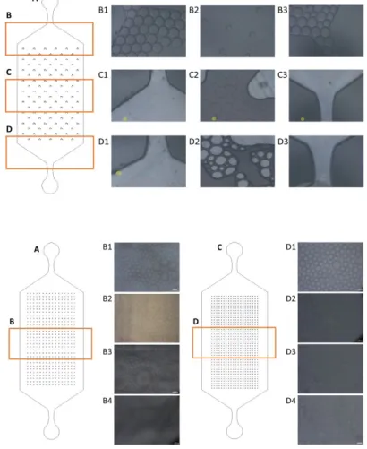 Figure  12  -  Results of the encapsulation  experiments for microdroplet durability,  tained by optical microscopy, and daily  ob-servation of the closing of the Gen