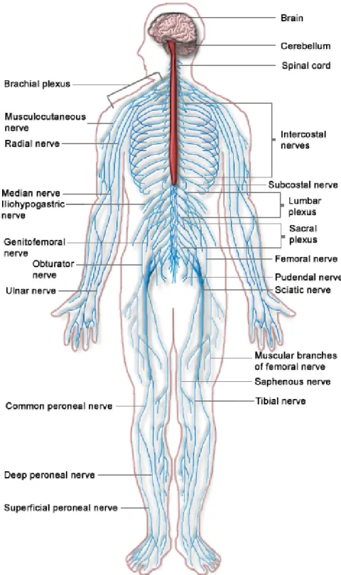 Figure 2.1: The nervous system including both the central nervous system (Red) and the peripheral nervous system (Blue).
