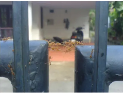 Figure 2.1: Green tree ants form a bridge. [oT11]
