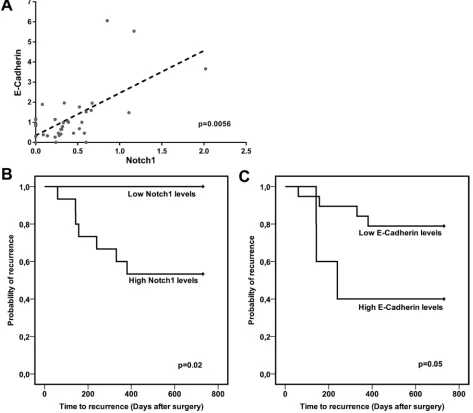 Figure 4: Notch1 and E-Cadherin correlate in human HCC and predict TTR. (A) Scatter plot showing the relationship between Notch1 and E-Cadherin protein expression in 38 studied human HCCs
