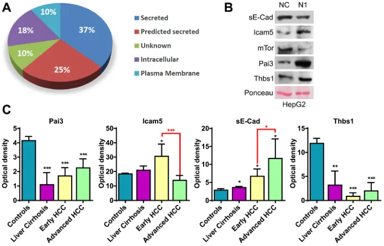 Figure 1: Analyses of secreted proteins. (A) Subcellular localization of significantly altered proteins associated to Notch1 expression