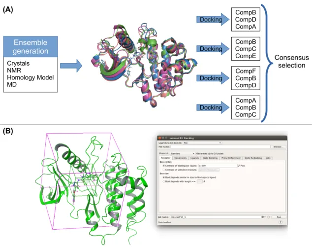 Figure	  3.	  (A)	  Scheme	  illustrating	  the	  idea	  behind	  an	  ensemble	  docking	  approach:	  generation	  of	   receptor	  snapshots,	  docking,	  and	  consensus	  (or	  ranking)	  selection.	  (B)	  Screen	  capture	  