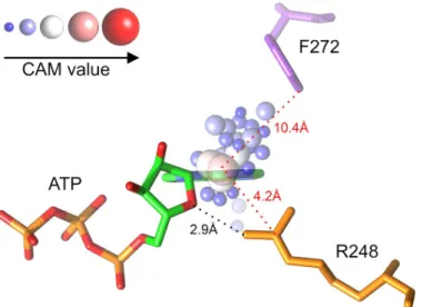 Fig 3. An example of class-activation map (CAM) grids within ligand-binding sites. ATP bound to the human TRPV4 ankyrin repeat domain is shown as sticks colored by atom type (C–green, O–red, N–blue, and P–orange).