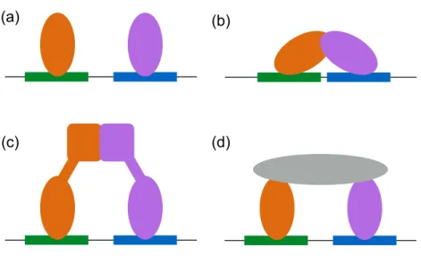 Figure 1.2: Mechanisms of cooperative TF (orange and purple) binding. (a) Binding of proximal TFs may cause changes in DNA structure that affect the binding of subsequent TFs