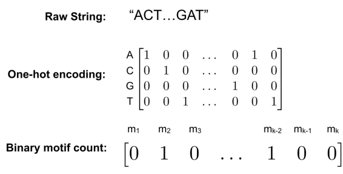 Figure 3.1: Overview of DNA sequence representations. In the binary motif-count representation, m 1 