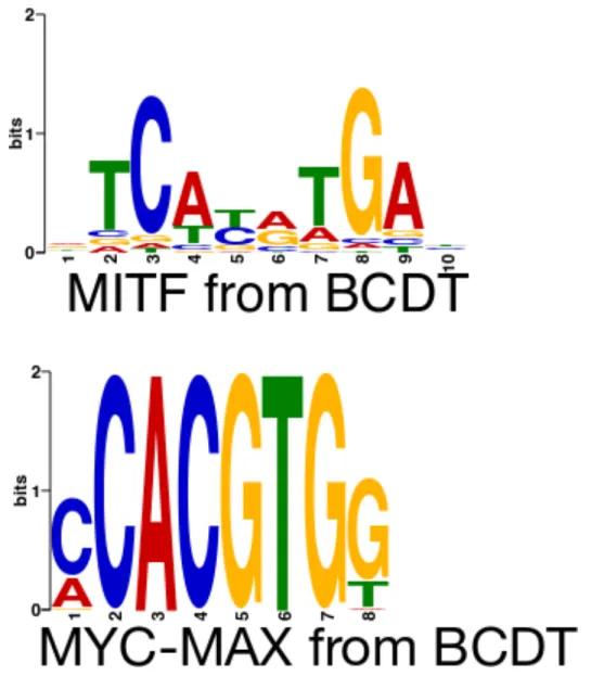 Figure 4.8: E-box motifs discovered by the BCDT model in (a) MITF-bound and (b) MYC-MAX-bound sequences.