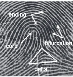 Figure 3.1: Most commonly used fingerprint minutiae points: delta, core, ridge ending and ridge bifurcation.