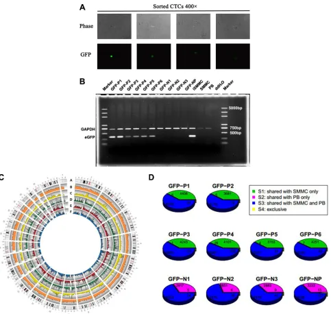 Figure 4: Validation by single-cell sequencing. (A) Single CTCs sorted from peripheral blood samples from healthy donor spiked with 20 of SMMC-7721 cancer cells and observed by fluorescence microscopy