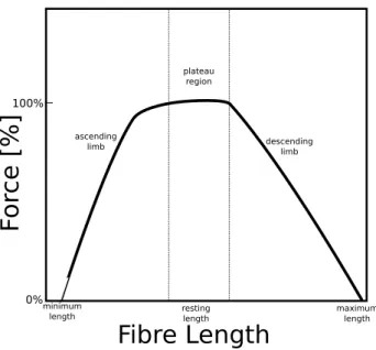 Figure 2.2: Force-length curve for active portion of a human muscle [1].