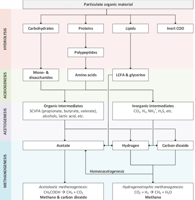 Figure 1: Breakdown of complex organic material to simpler components during anaerobic digestion - process scheme  adapted from Gujer &amp; Zehnder (1983); Siegrist et al