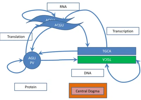 Figure 2.1: Central Dogma