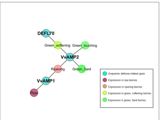 Figure 3.2: Berry Developmental Stages Dominant Conditions