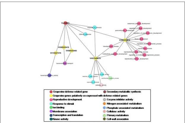 Figure 3.5: First Subnetwork of GO-term annotated Vv-AMP3.
