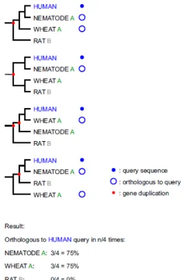 Figure 2.6: RIO Bootstrap Scores. A simple example in which RIO is used to determine orthologs of a human gene using 4 bootstrap resamples