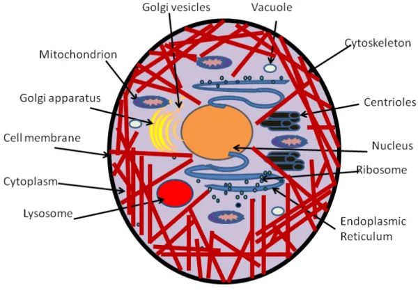Figure 1.1: Depiction of an eukariotic cell of animals showing its dierents components.