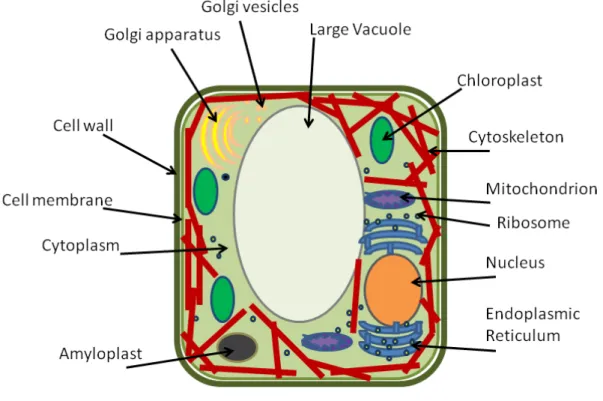 Figure 1.2: Depiction of an eukariotic cell of plants showing its dierents components..