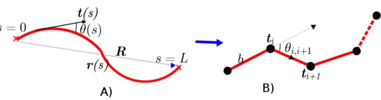 Figure 1.6: Actin modelled as semiexible polymer. A) r(s) r(s) r(s) is the space curve of the chain where s is the arc length of the lament, RRR the end-to-end vector of the chain