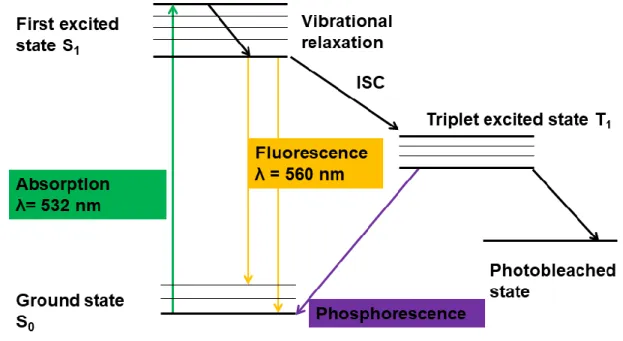 Figure 7.  A Jablonski diagram is used to describe fluorescence emission. The molecule absorbs energy from  ground state S₀ and is excited to first excited state S₁, the excited molecule collides with surrounding molecules  and loses energy non-radiatively