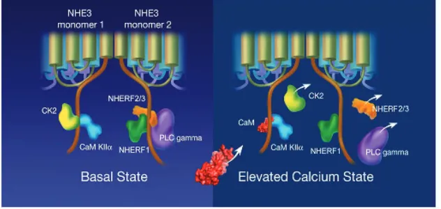 Fig. 6. Cartoon of ‘switch domain’ of NHE3 which hasbeen shown to dynamically associate with at least586–605)