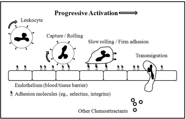 Fig. 1.1 The Leukocyte Adhesion Cascade. 