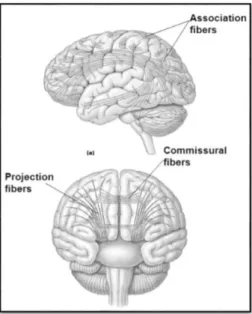 Figure 2.6: Interconnection in the brain (Thaut, 2005) 