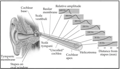 Figure 2.7: Anatomy of the ear indicating perception of frequency in starched out cochlea   (Purves,  Augustine, Fitzpatrick, Katz, McNamara, and Williams,  2001) 