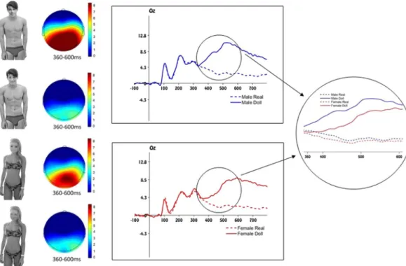 Figure 1.  Stimuli and electrophysiological results of Experiment 1. Left panel: example of stimuli depicting an  objectified human male, an objectified human female and their respective doll-like avatars