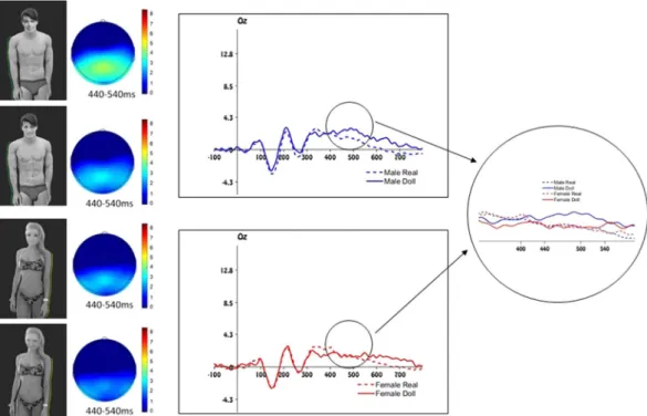 Figure 3.  Stimuli and electrophysiological results of Experiment 3. Left panel: example of stimuli depicting  an objectified human male, an objectified human female and their respective doll-like avatars