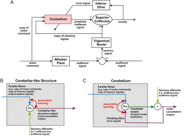 Fig. 9. Possible neural implementations of forward model architectures. A: Novelty detection in rat whisker system