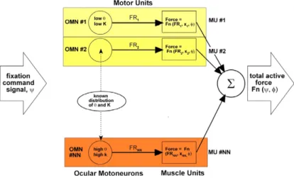 Fig. 11. Schematic diagram of the motor units in an extraocular muscle (EOM). EOMs consist of many motor units (NN =∼ 1000 in primate) arranged mainly in parallel.