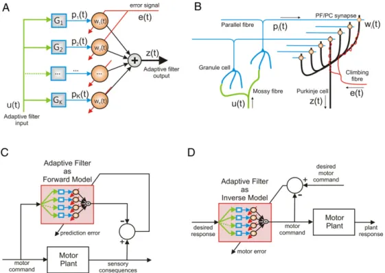 Fig. 4. Adaptive filter model of the cerebellum. A. Systems diagram of the adaptive filter