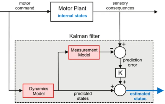 Fig. 7. The Kalman filter. Architecture of a Kalman filter state-estimator. The Kalman filter combines predictive information with sensory observations to produce an optimal estimate of the plant’s internal state