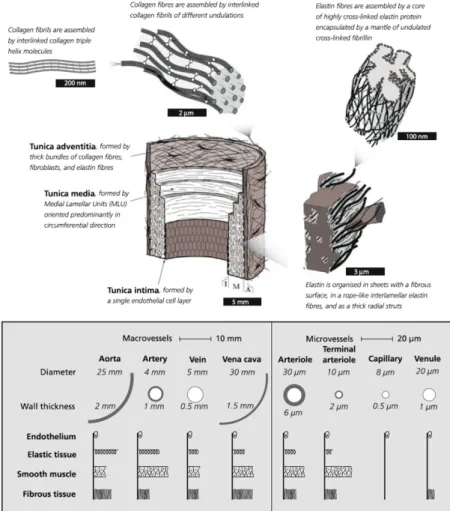 Figure 3.4: The structure of the vascular wall, showing its three main layers: tunica intima, tunica  media, and tunica adventitia