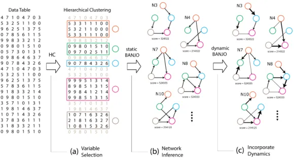 Figure 2.1: The flow of data in the three steps of modellers’ work- work-flow: (a) variable selection through hierarchical clustering (HC), (b) network inference and (c) incorporating the dynamics of  inter-actions.