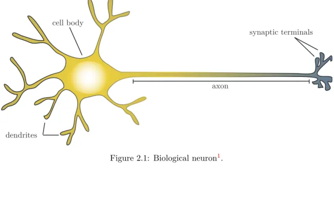 Figure 2.1: Biological neuron 1 .